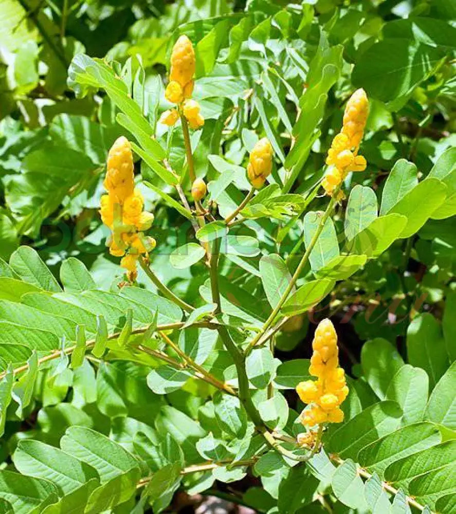 Fresh Guacamaya - Botanica Nena