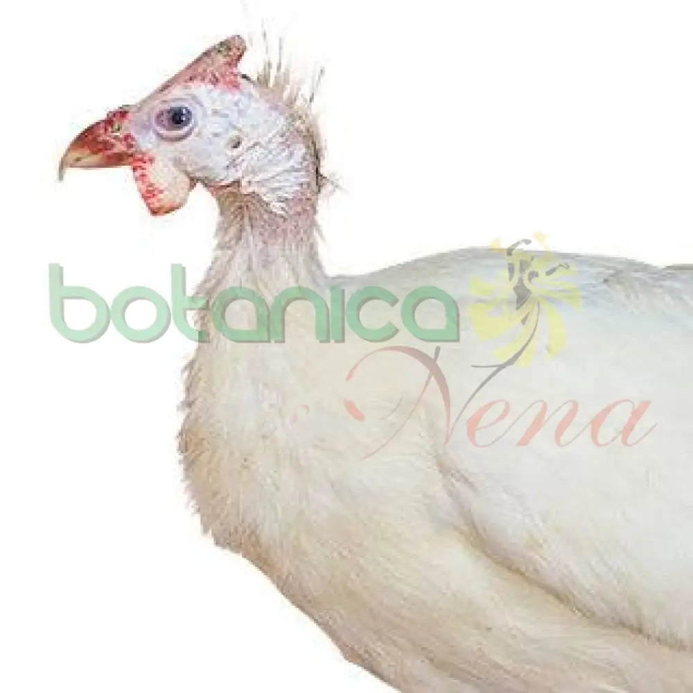 GUINEA BLANCA - Botanica Nena