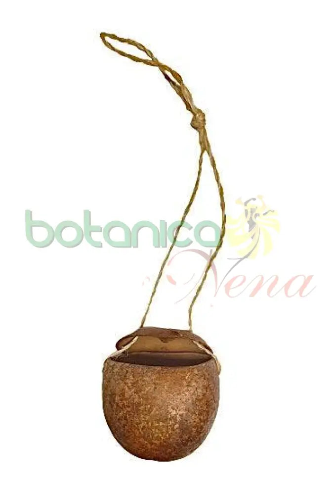 Guira Con Tapa - Botanica Nena