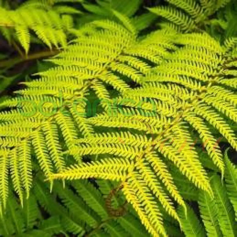 Fresh Fern (Helecho) - Botanica Nena