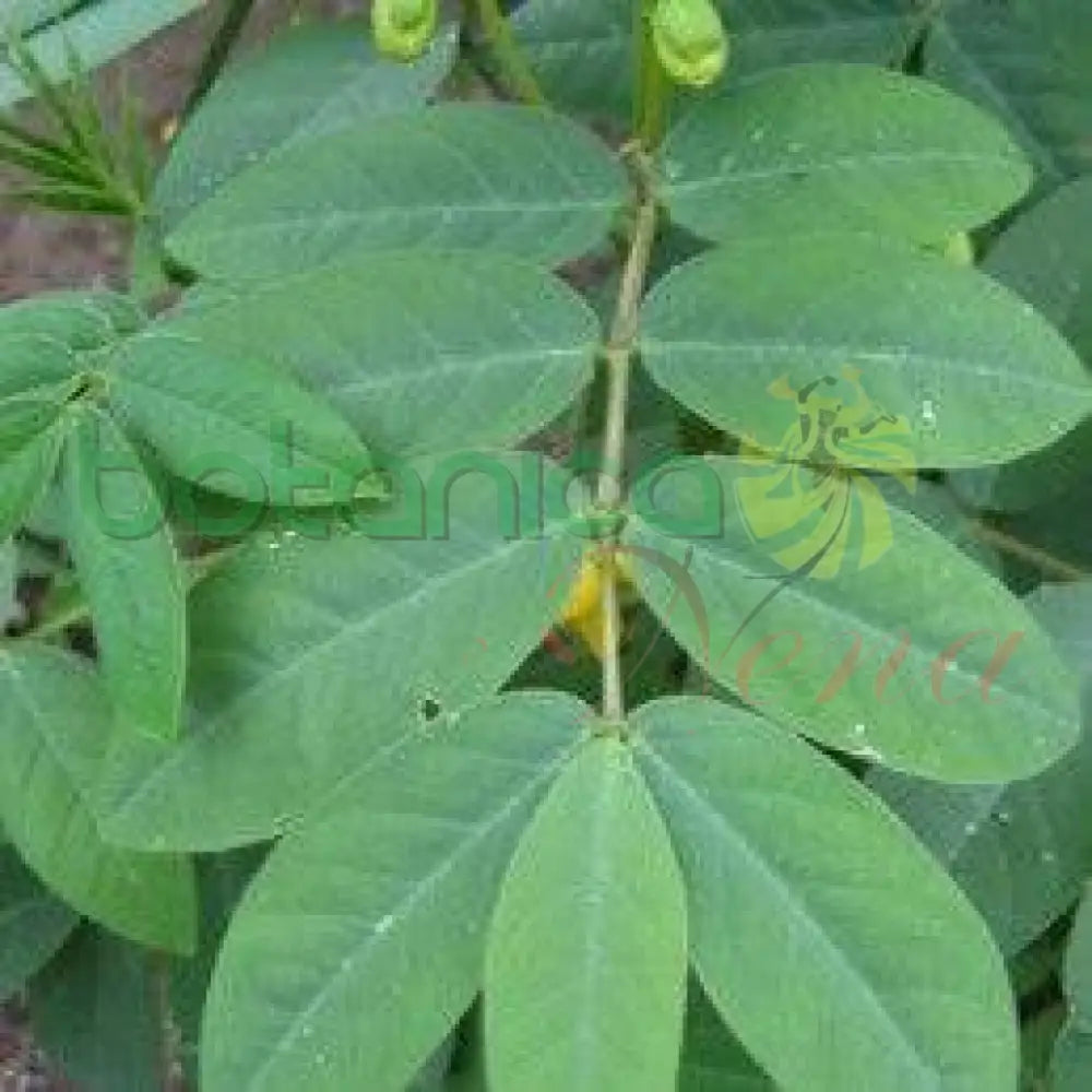 Fresh Hierba Hedionda or Guanina - Botanica Nena