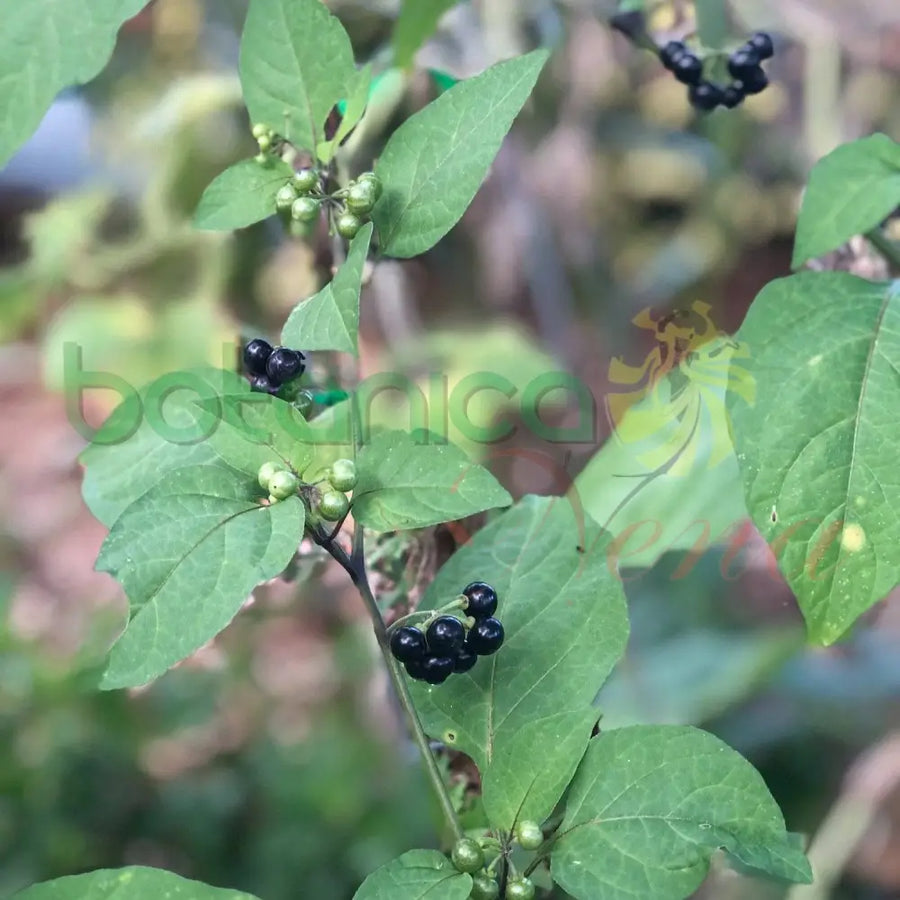 Fresh Hierba Mora - Botanica Nena