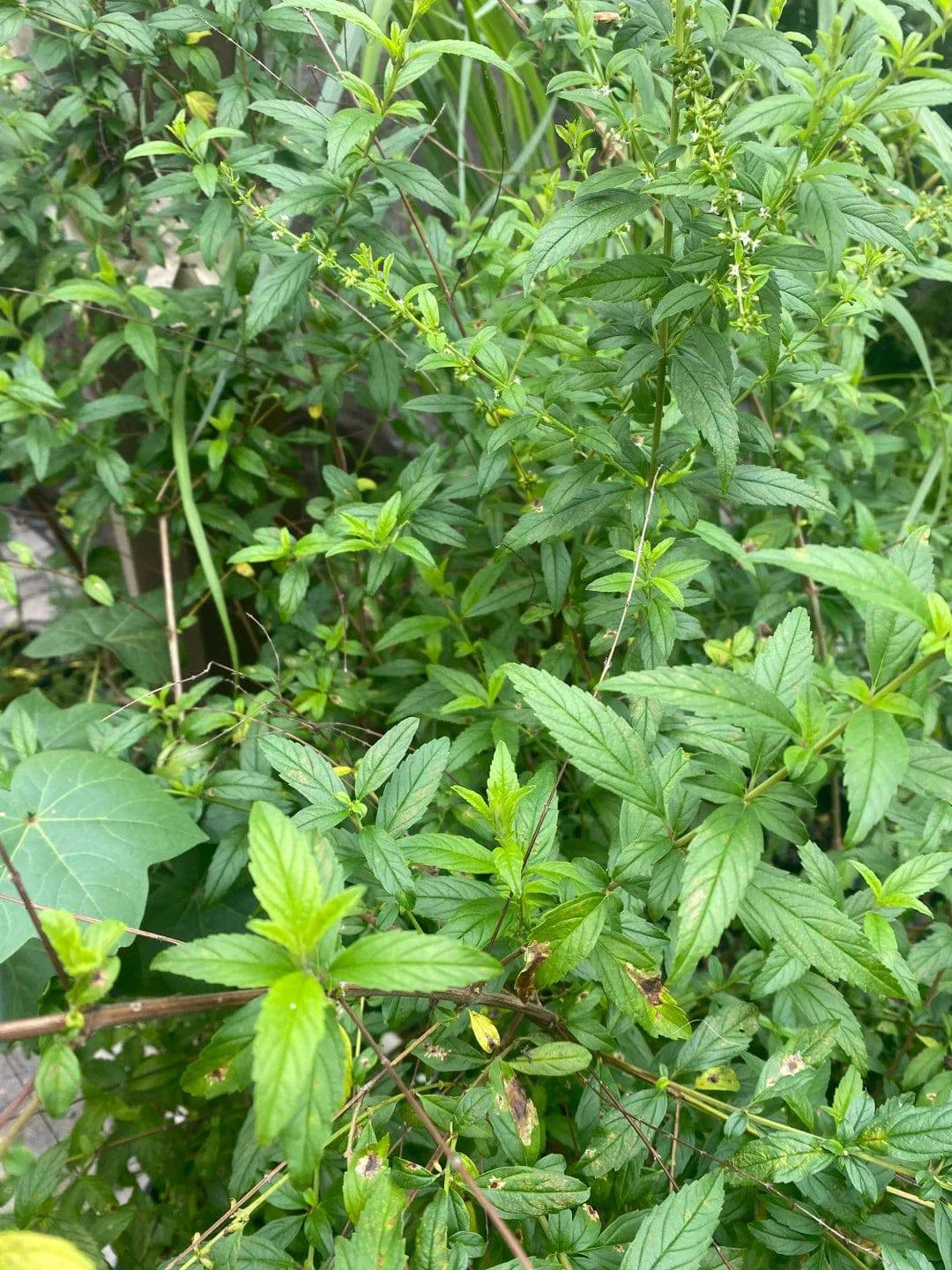 Amanzaguapo (Herb) - Botanica Nena