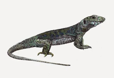 Lagarto pequeño Congelado - Botanica Nena