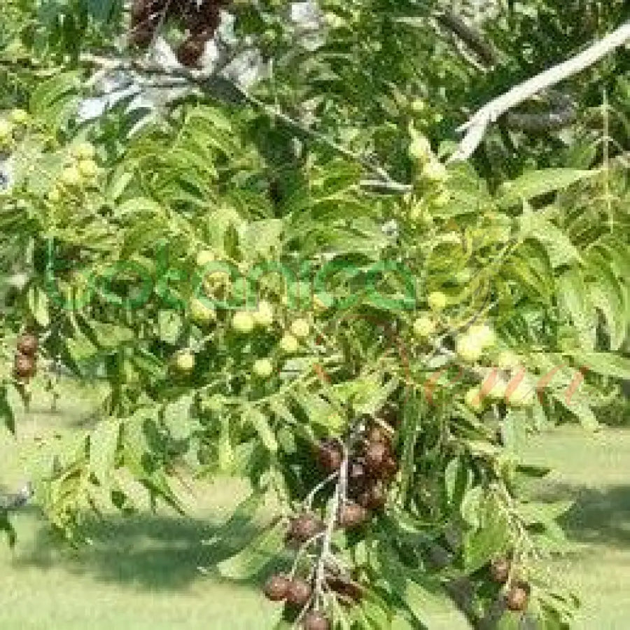 Fresh Soapberry (Jaboncillo) - Botanica Nena