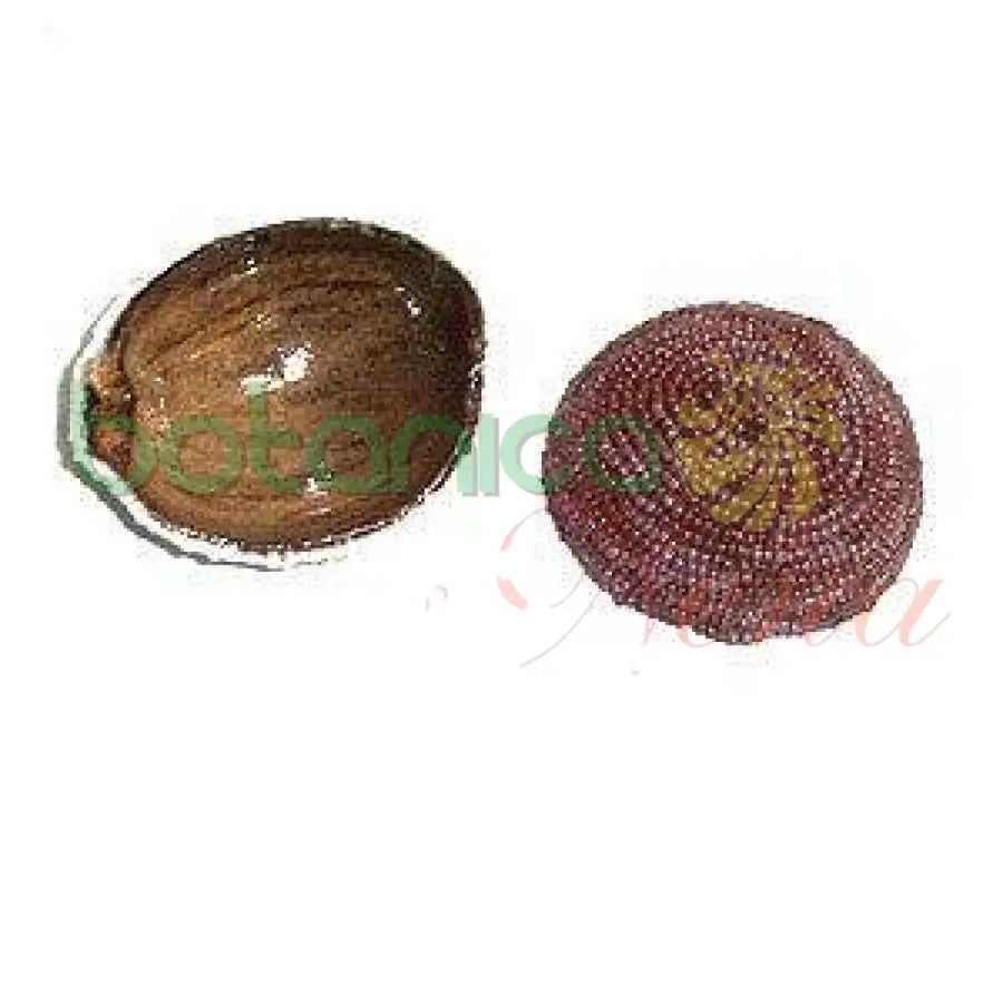 Jicara coco forrada en cuentas de Oya 5" Ancho x 2"Alto aprox. - Botanica Nena