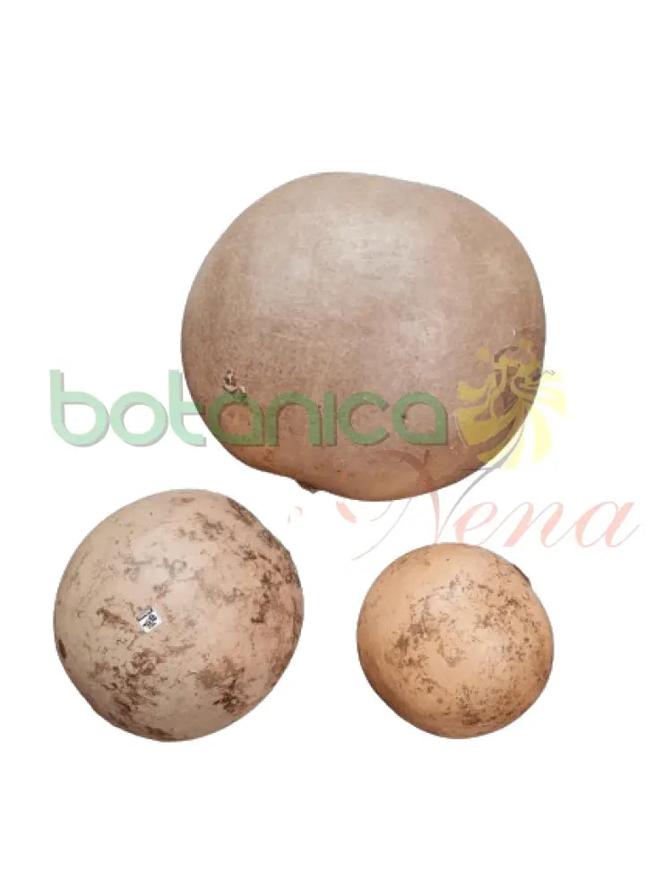 Jicaras De Guira De 3 Tamaños - Botanica Nena