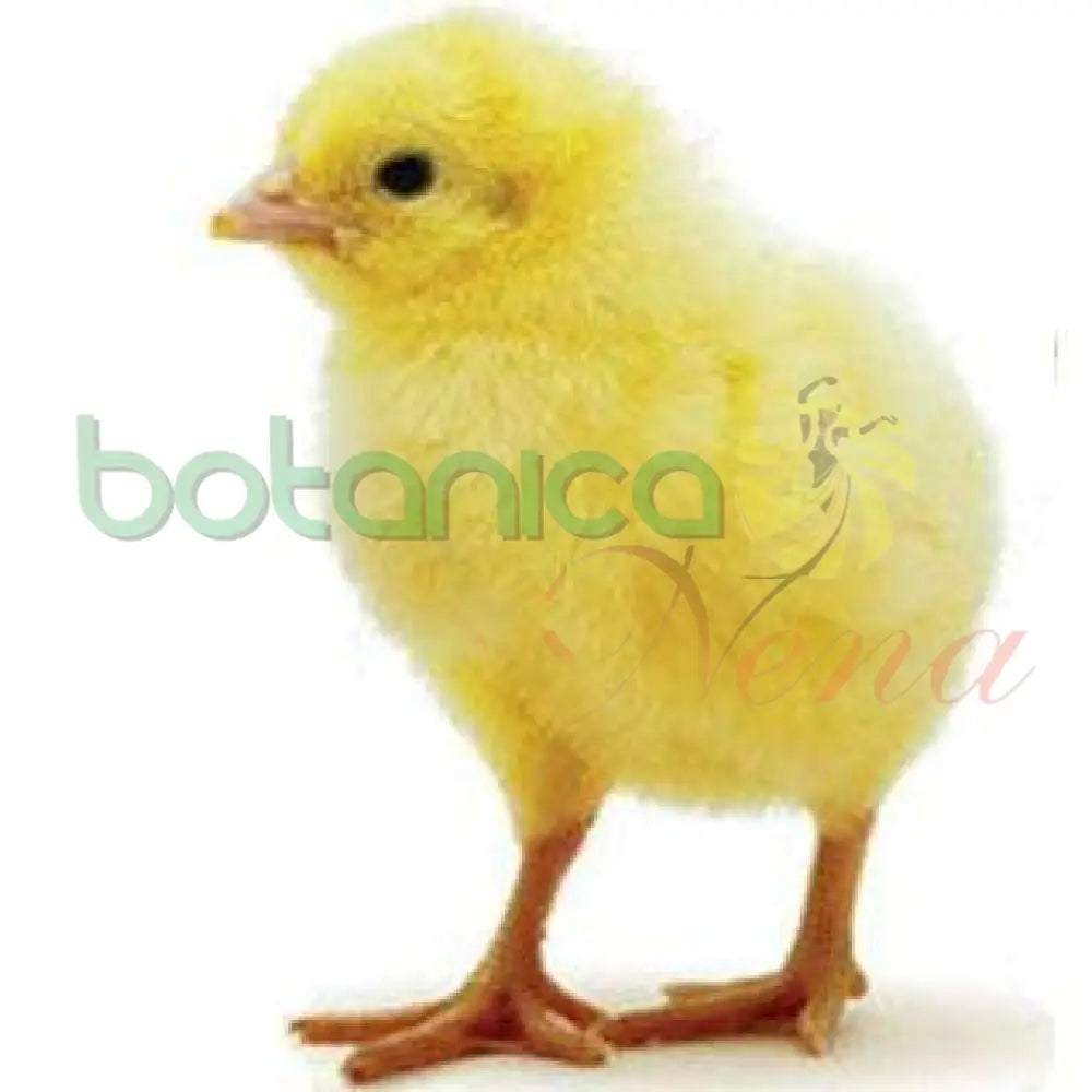 JIO JIO - Botanica Nena