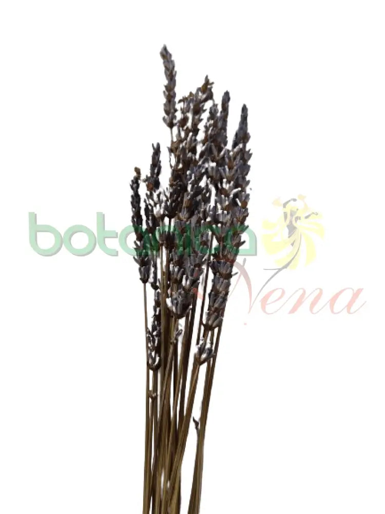 Lavanda (Rama) - Botanica Nena