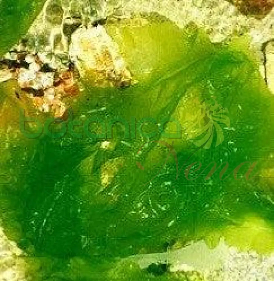 Frozen Lino de Mar - Botanica Nena