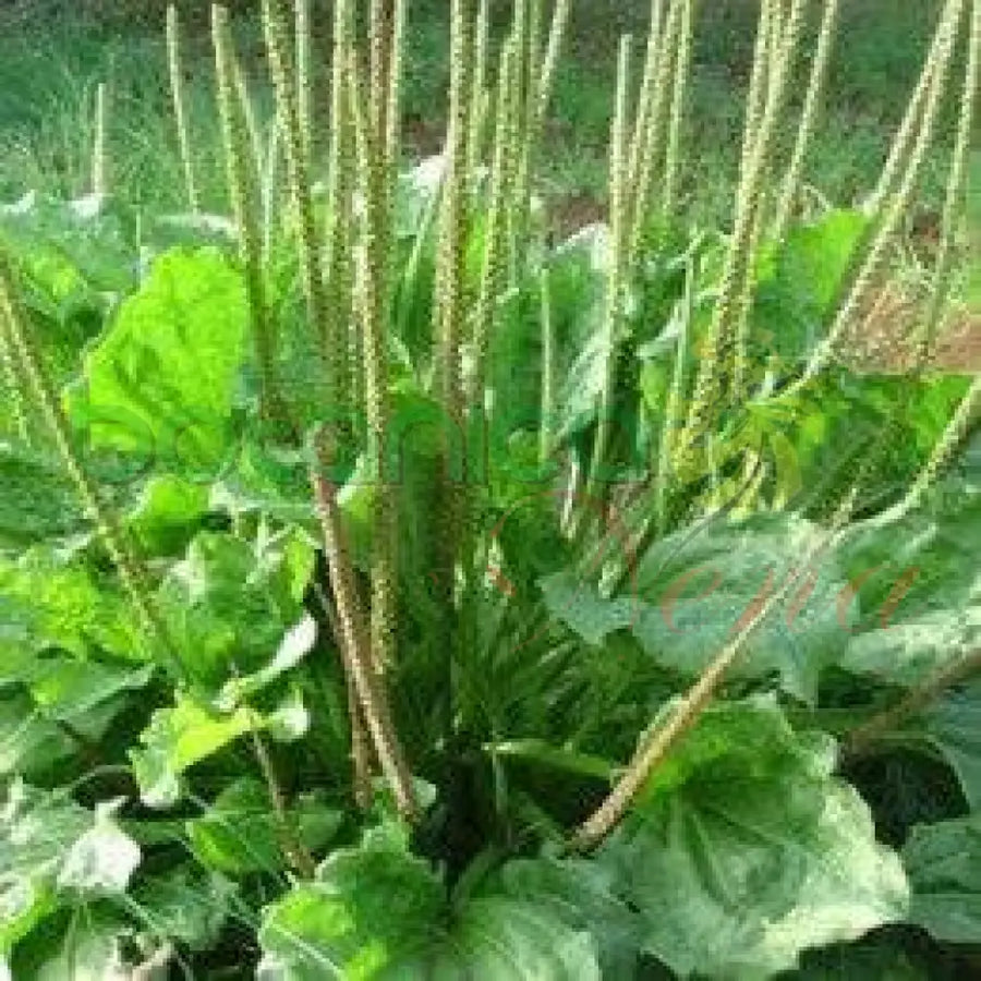 Fresh Plantain Leaf (Llanten) - Botanica Nena