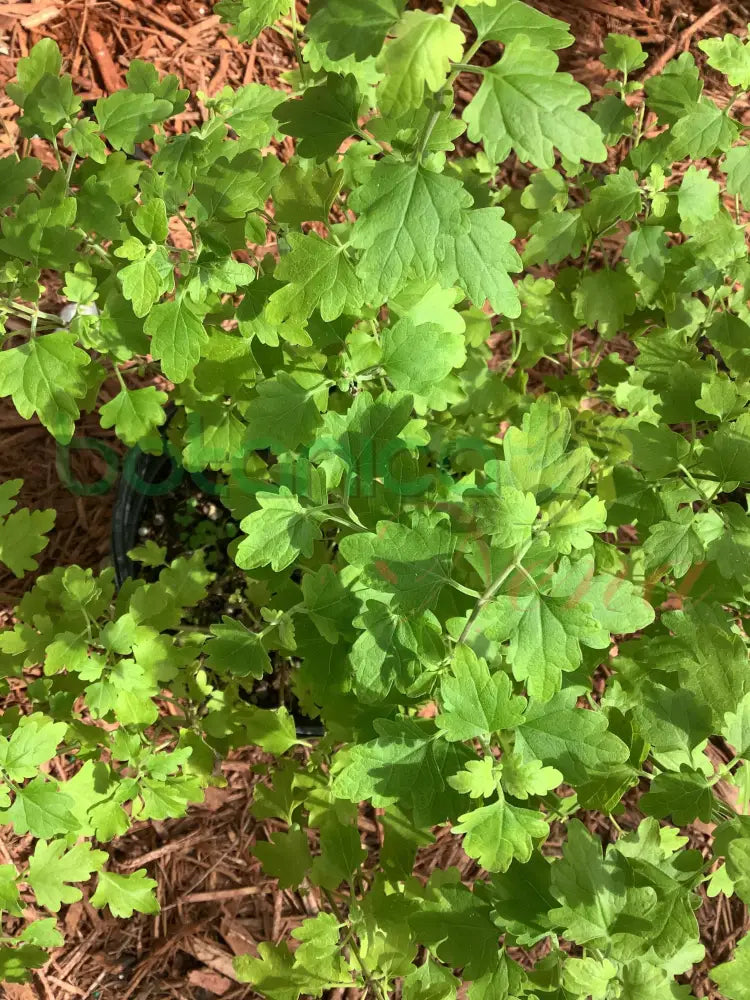 Fresh Chamomile (Manzanilla) - Botanica Nena