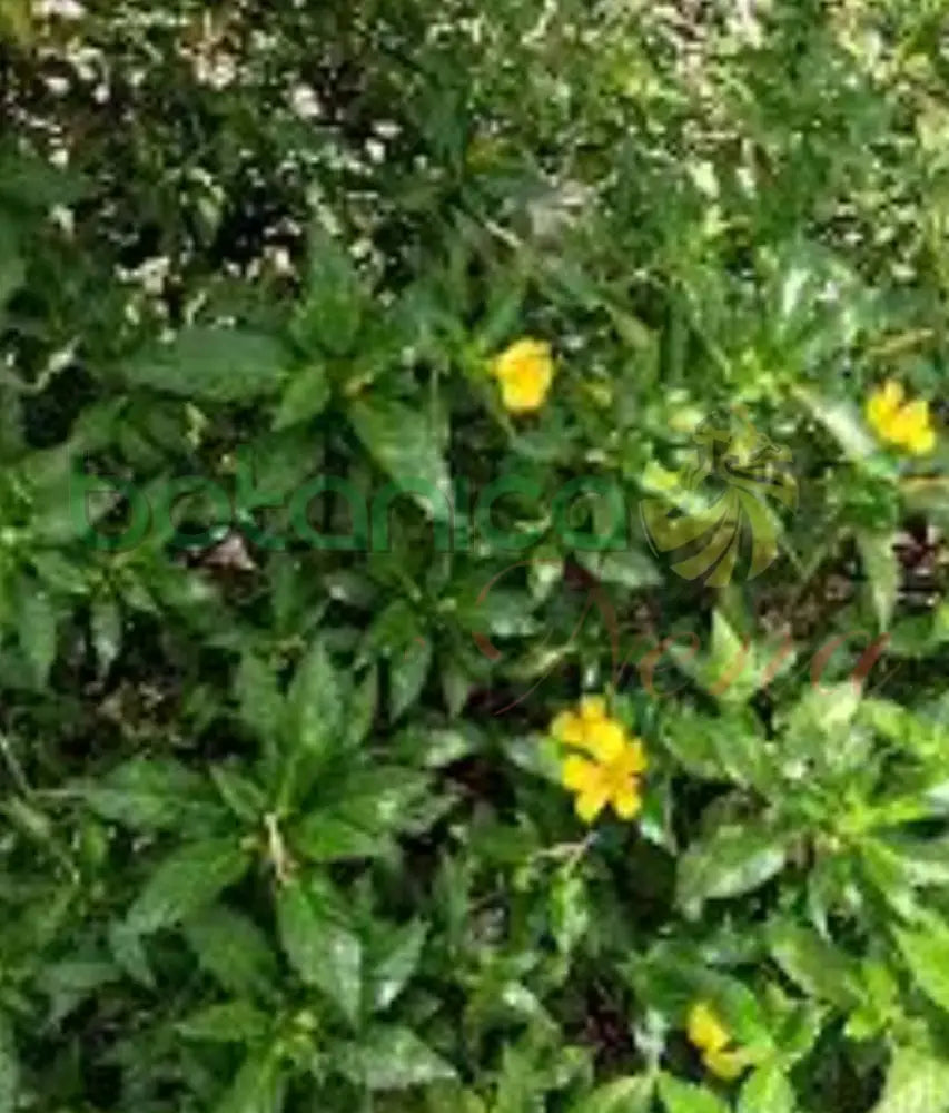 Plata Marilope - Botanica Nena