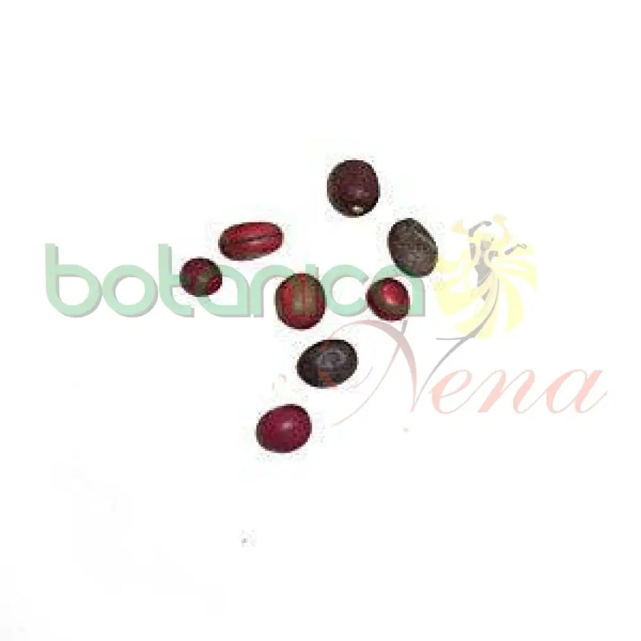 Mate Rojo Semilla - Botanica Nena