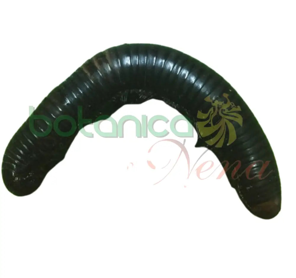 Mil pies / Marcaperro Congelado