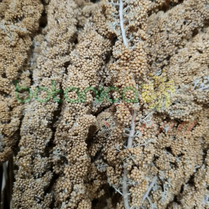 Millon (Rama) - Botanica Nena