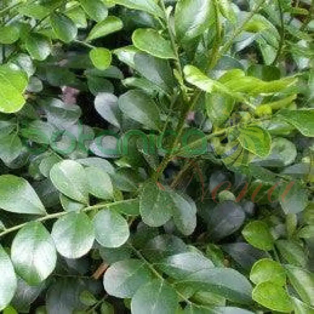 Fresh Wall Fern (Muralla) - Botanica Nena