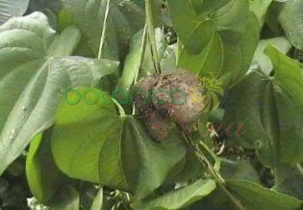 Ñame Volador - Botanica Nena