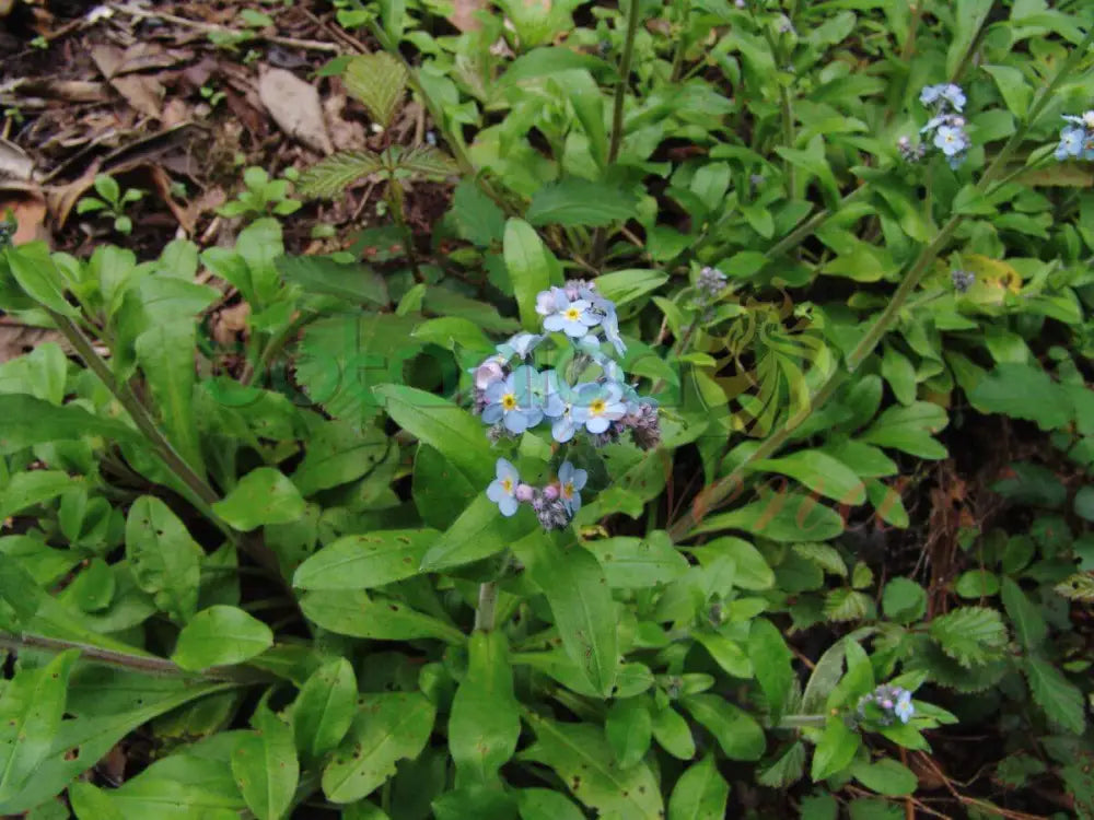 Fresh No Me Olvides - Botanica Nena