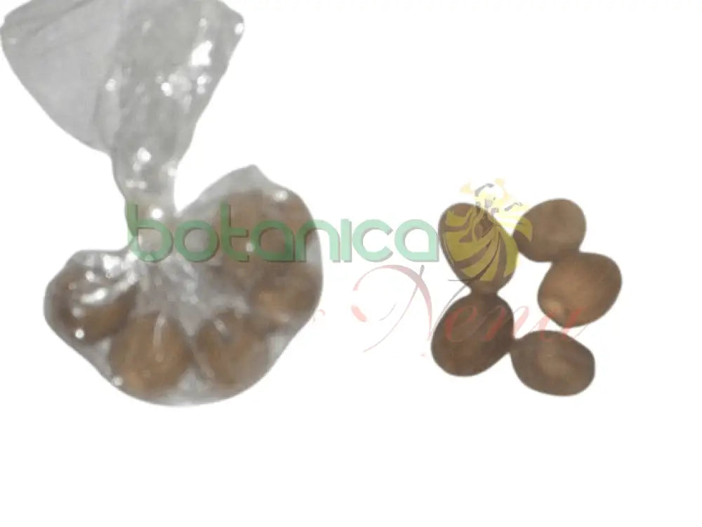 Nuez Moscada - Botanica Nena