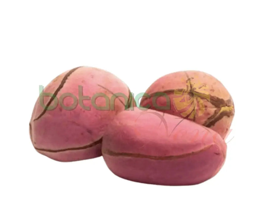 Obbi Abbata (ashe) - Botanica Nena