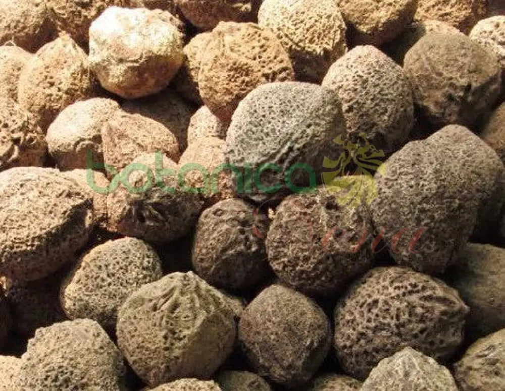 Obbi Edun (Kola de Mono) Ashe - Botanica Nena