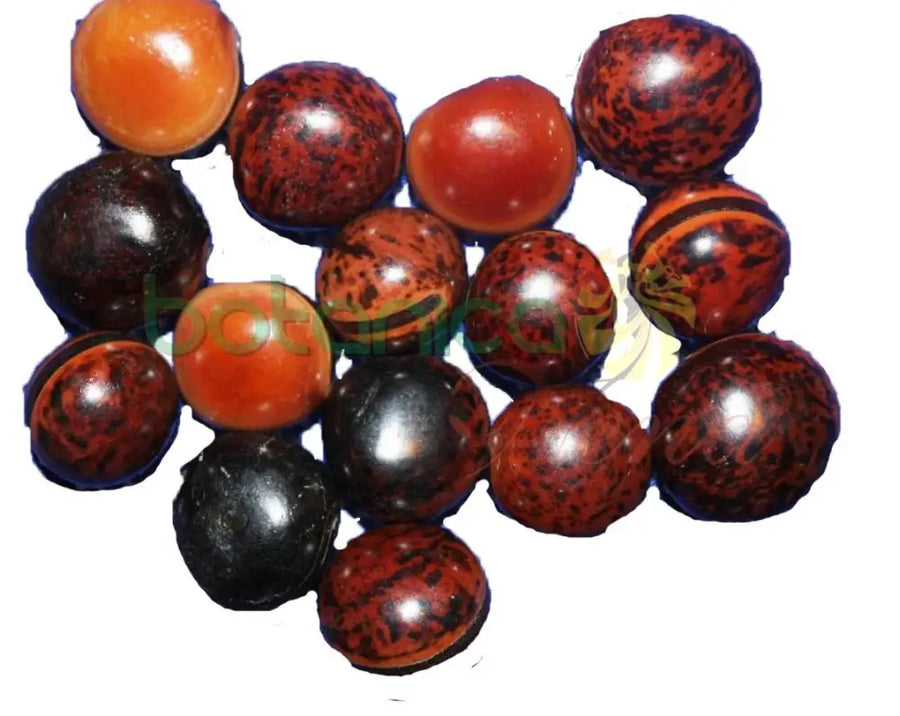 Ojo de Buey - Botanica Nena