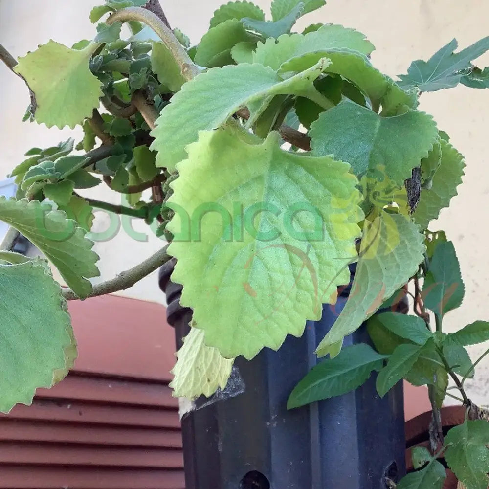 Fresh Oregano (Orégano) - Botanica Nena