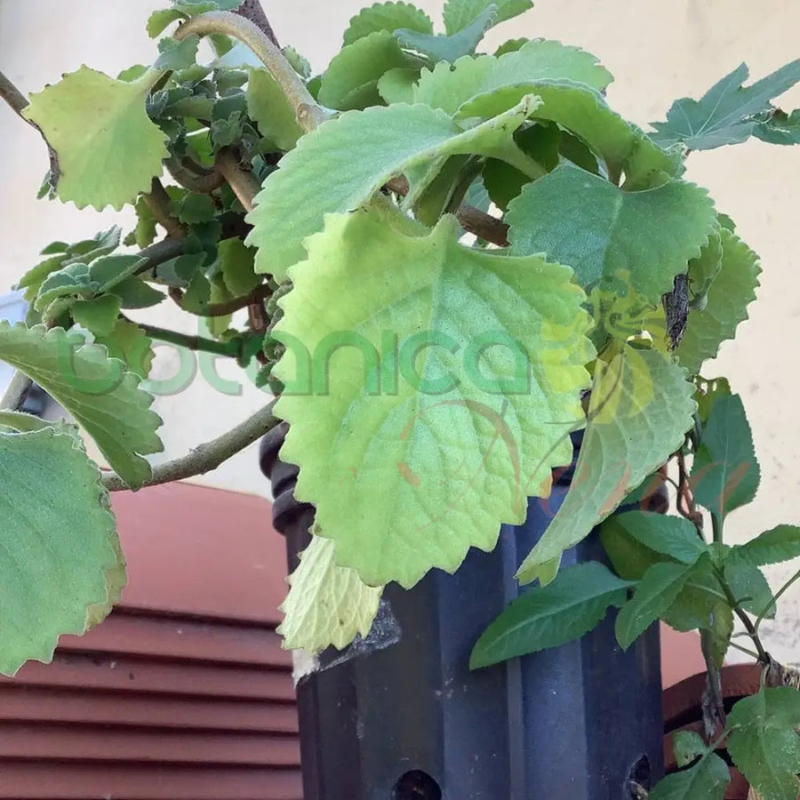 Fresh Oregano (Orégano) - Botanica Nena