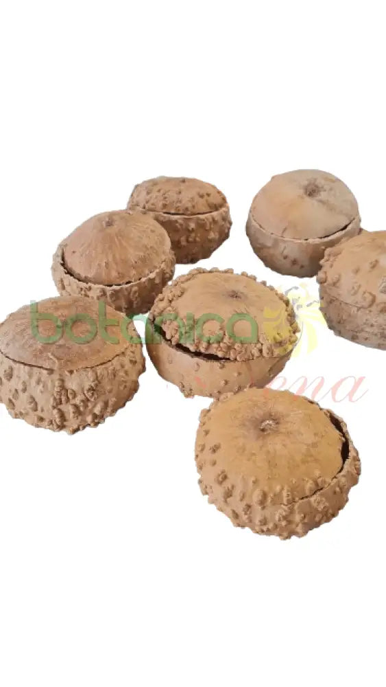 Orisa Odu para medicinas africanas 5"Ancho x 3.5"Alto - Botanica Nena