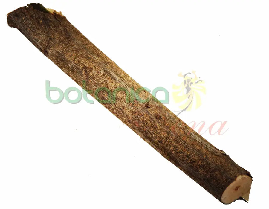 Palo Añil 5" - 6" Aprox. - Botanica Nena