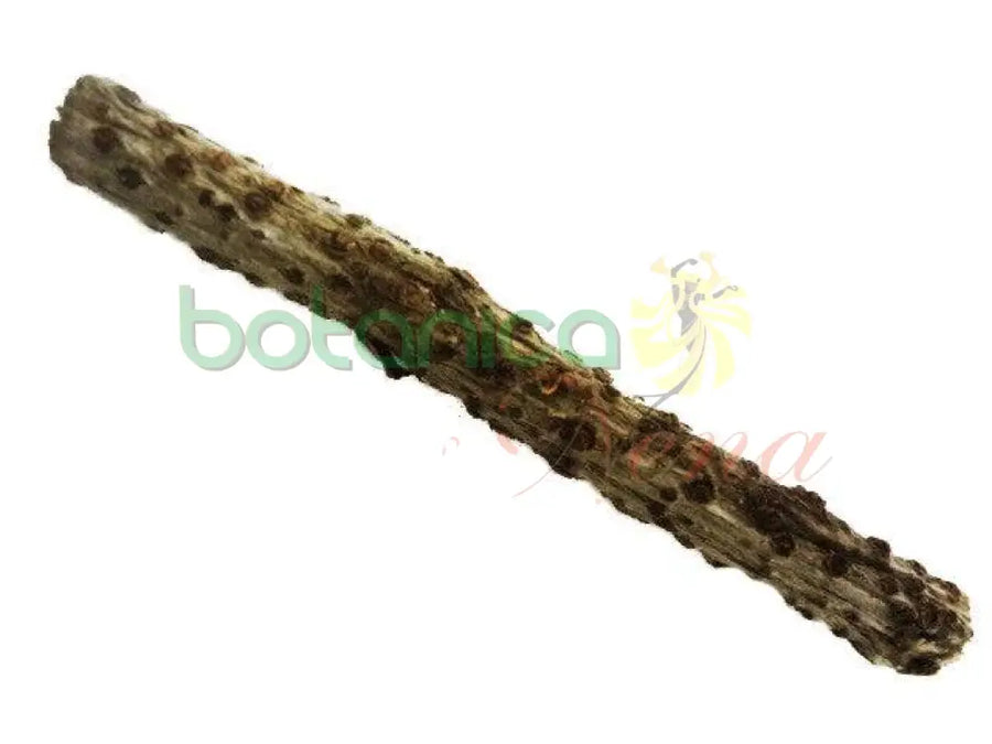 Palo Bejuco Parra 5" - 6" Aprox. - Botanica Nena