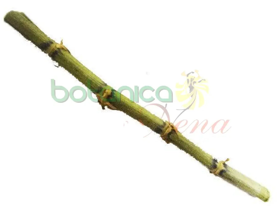 Palo Brujo 5" - 6" Aprox. - Botanica Nena