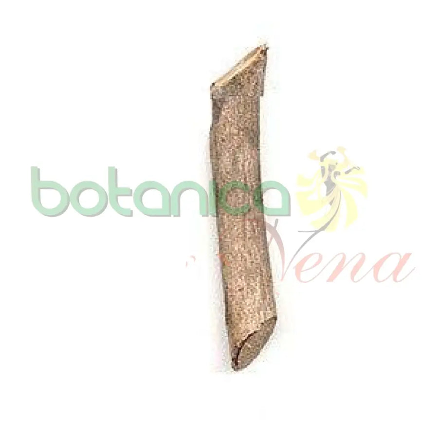 Palo Caimito Morado 5" - 6" Aprox. - Botanica Nena