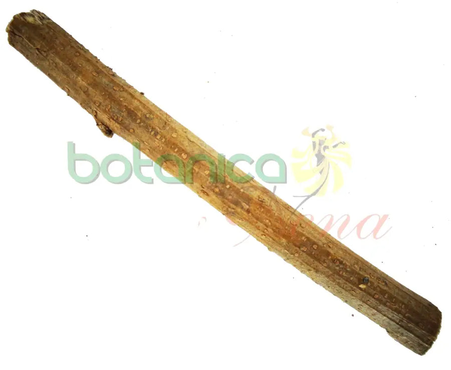 Palo Casco Mulo 5" - 6" Aprox. - Botanica Nena