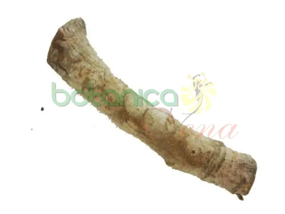 Palo Cedro 5" - 6" Aprox. - Botanica Nena