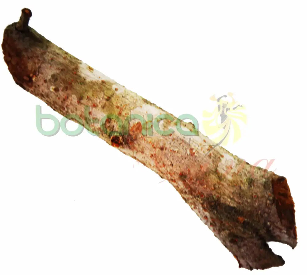 Palo Colorado 5" - 6" Aprox. - Botanica Nena