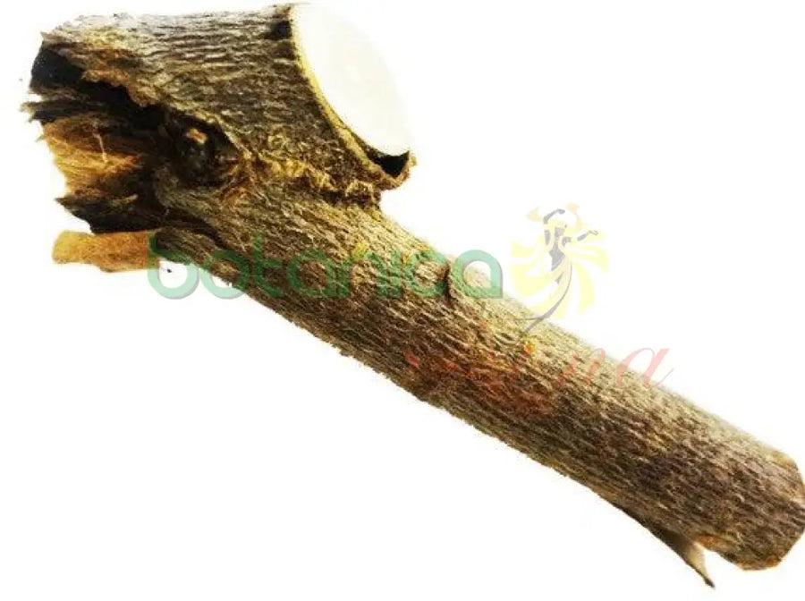 Palo Copey 5" - 6" Aprox. - Botanica Nena