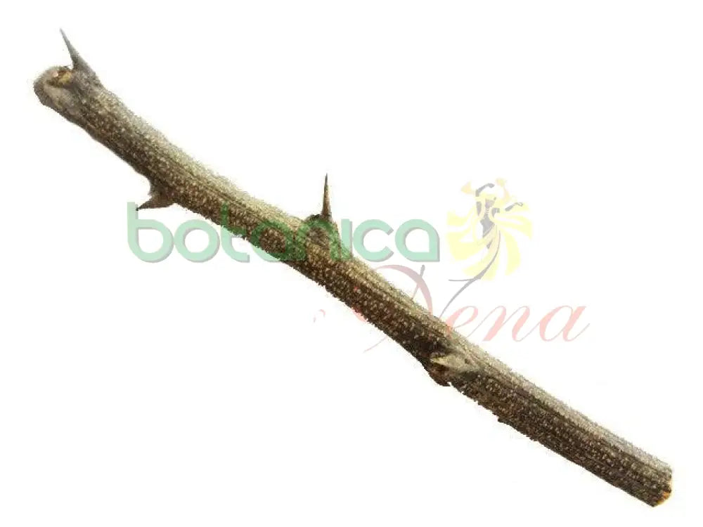 Palo Diablo 5" - 6" Aprox. - Botanica Nena