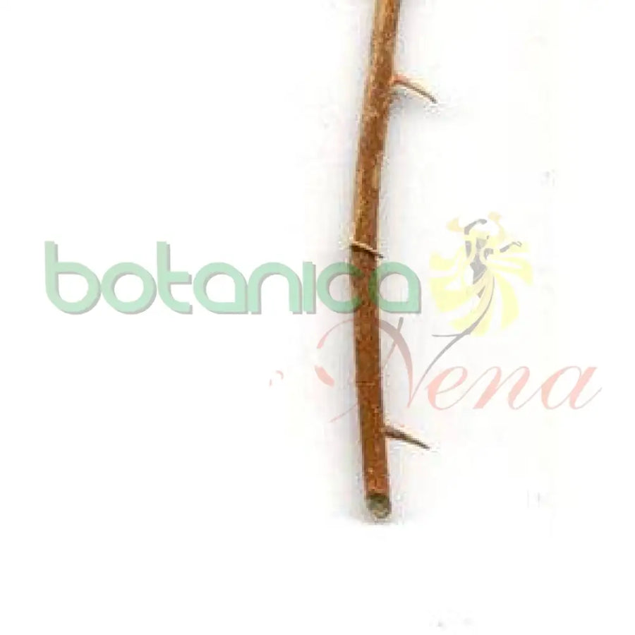 Palo Espuela de Gallo 5" - 6" Aprox. - Botanica Nena