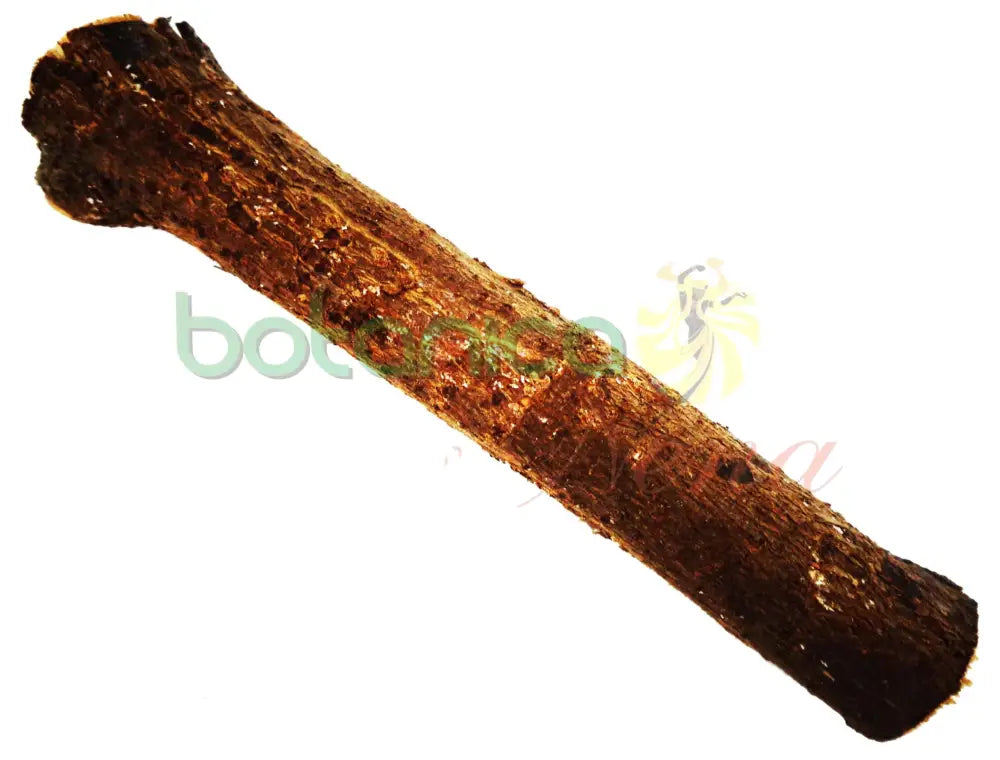 Palo Guasima 5" - 6" Aprox. - Botanica Nena