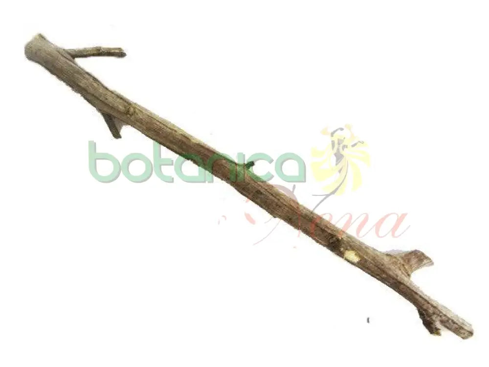 Palo Humo Sabana 5" - 6" Aprox. - Botanica Nena