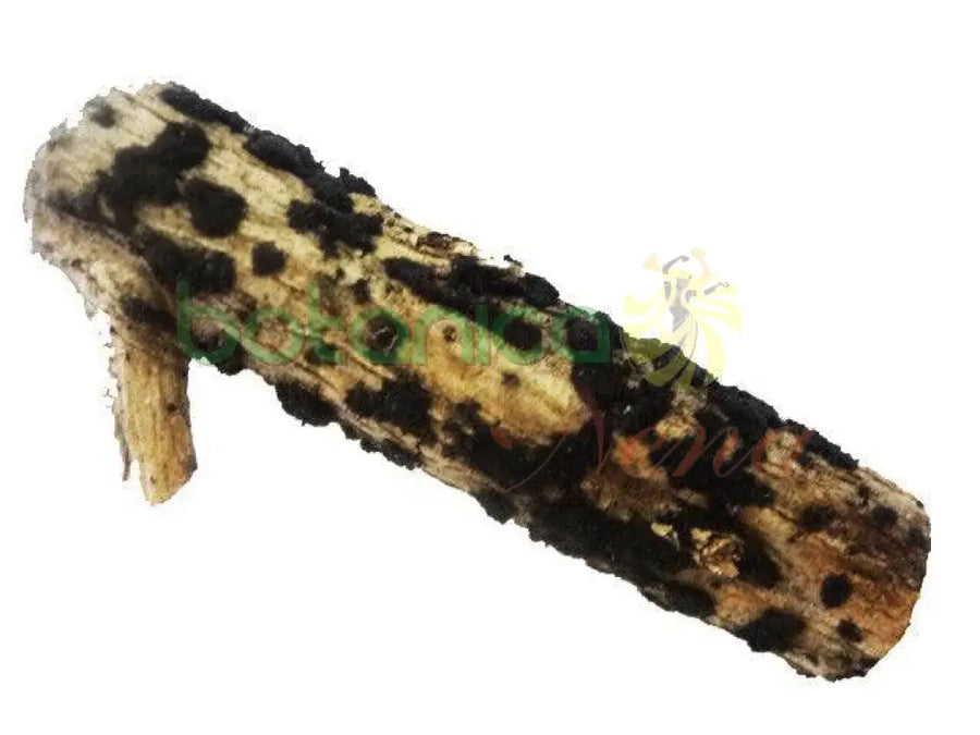 Palo Jaguey 5" - 6" Aprox. - Botanica Nena