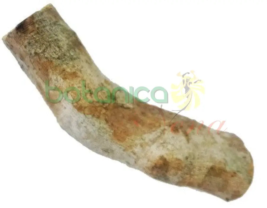 Palo Jupiter 5" - 6" Aprox. - Botanica Nena