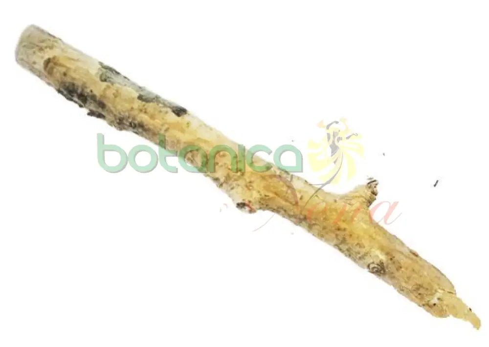 Palo Laurel Indio 5" - 6" Aprox. - Botanica Nena