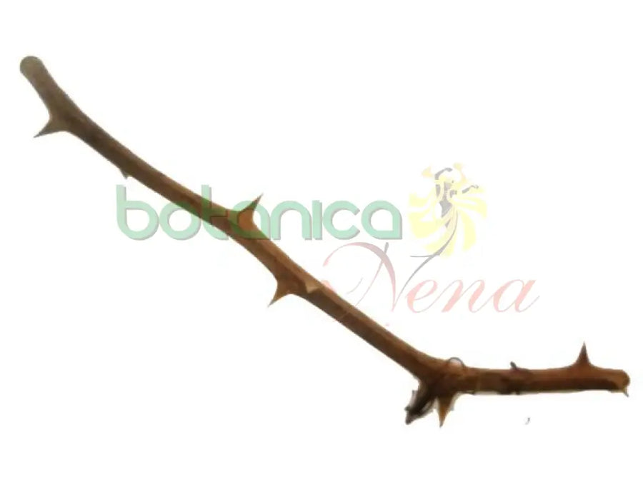 Palo Mango Saya 5" - 6" Aprox. - Botanica Nena