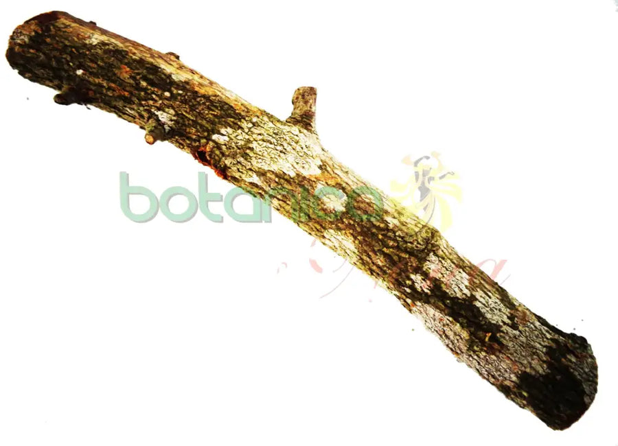 Palo Rompe Hueso 5" - 6" Aprox. - Botanica Nena