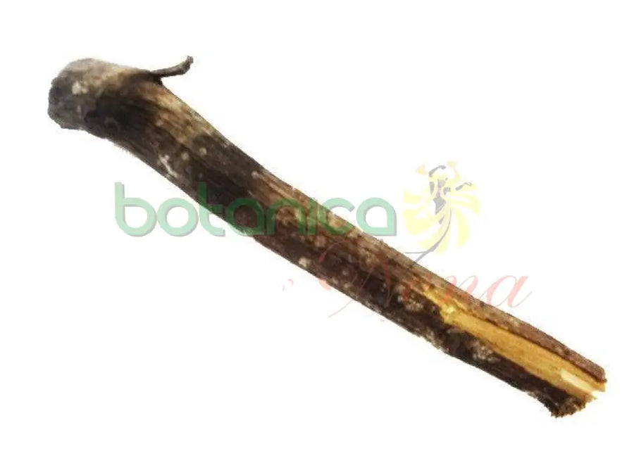 Palo Salvia 5" - 6" Aprox. - Botanica Nena