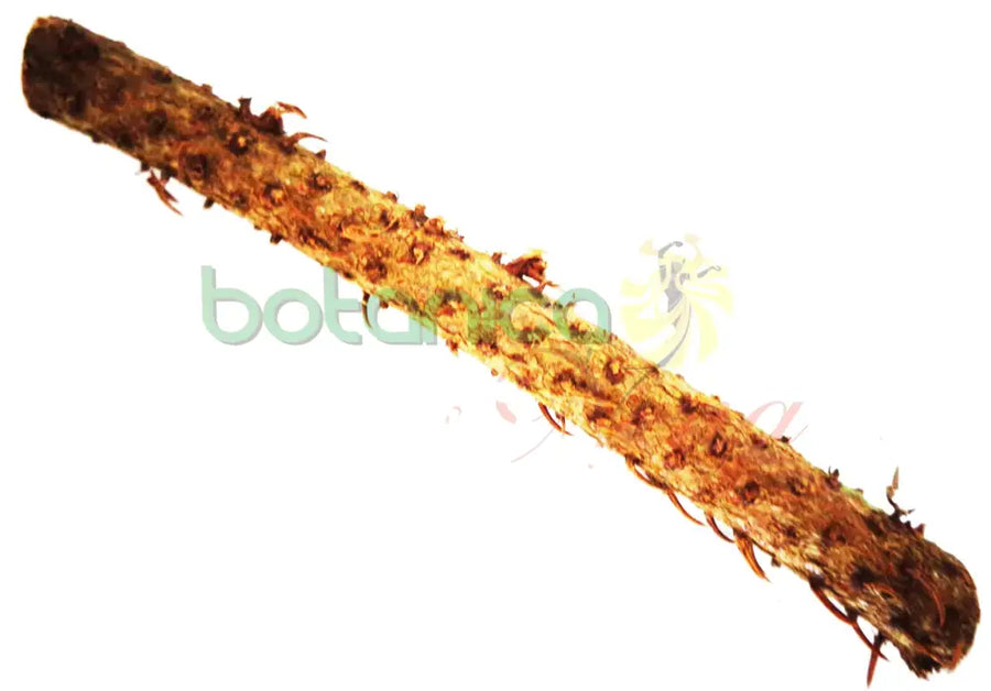 Palo San Cipriano 5" - 6" Aprox. - Botanica Nena