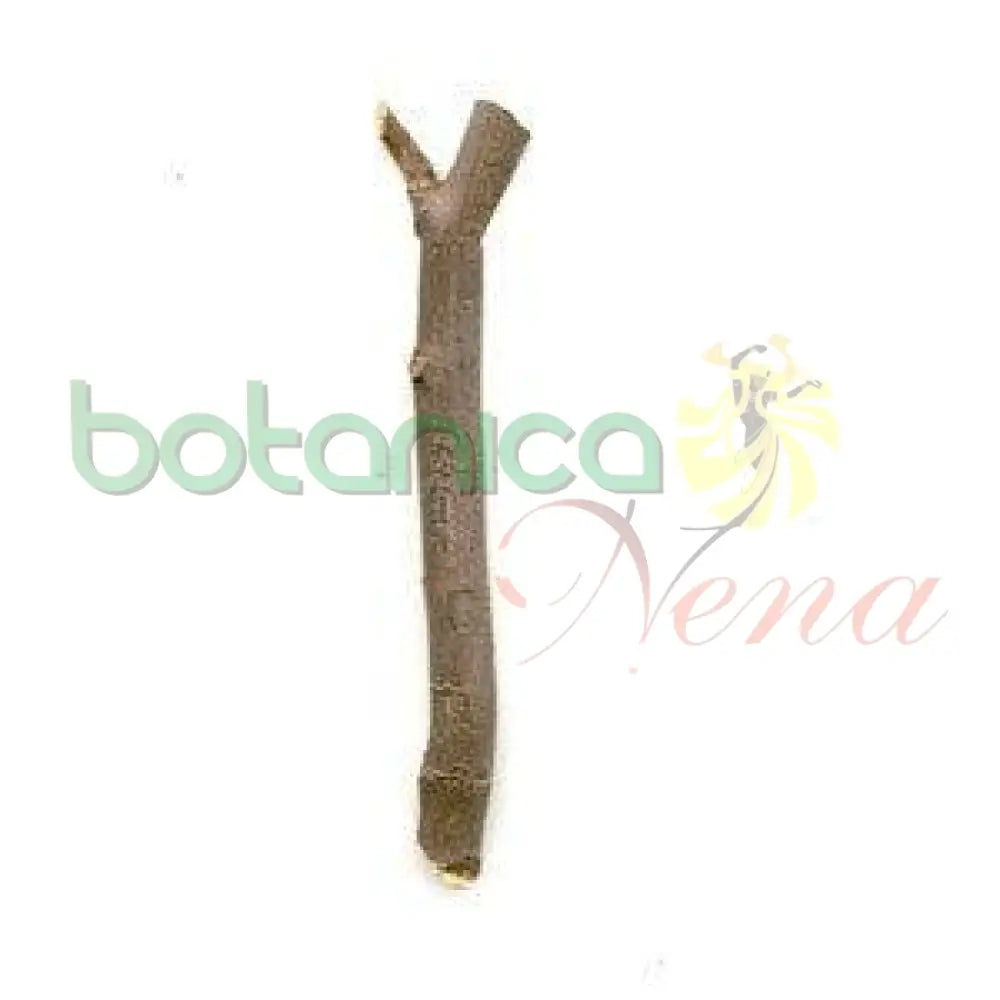 Palo Tengue 5" - 6" Aprox. - Botanica Nena